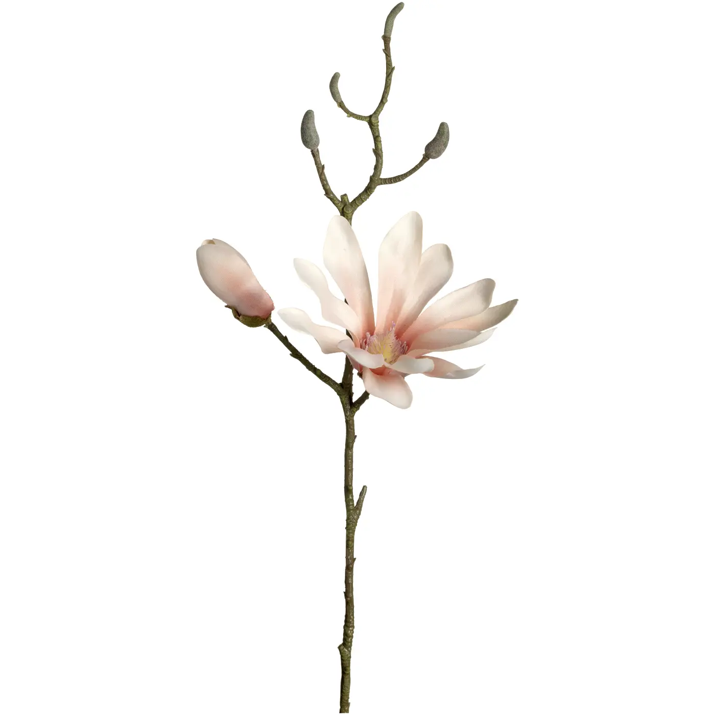 Leonardo Trockenblume Magnolie Luminosa apricot 42 cm hoch