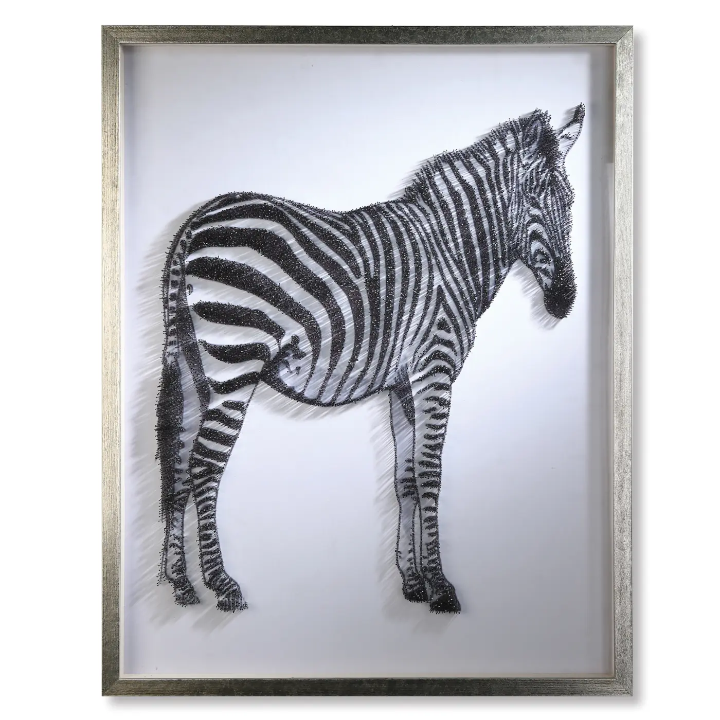 Bild Zebra