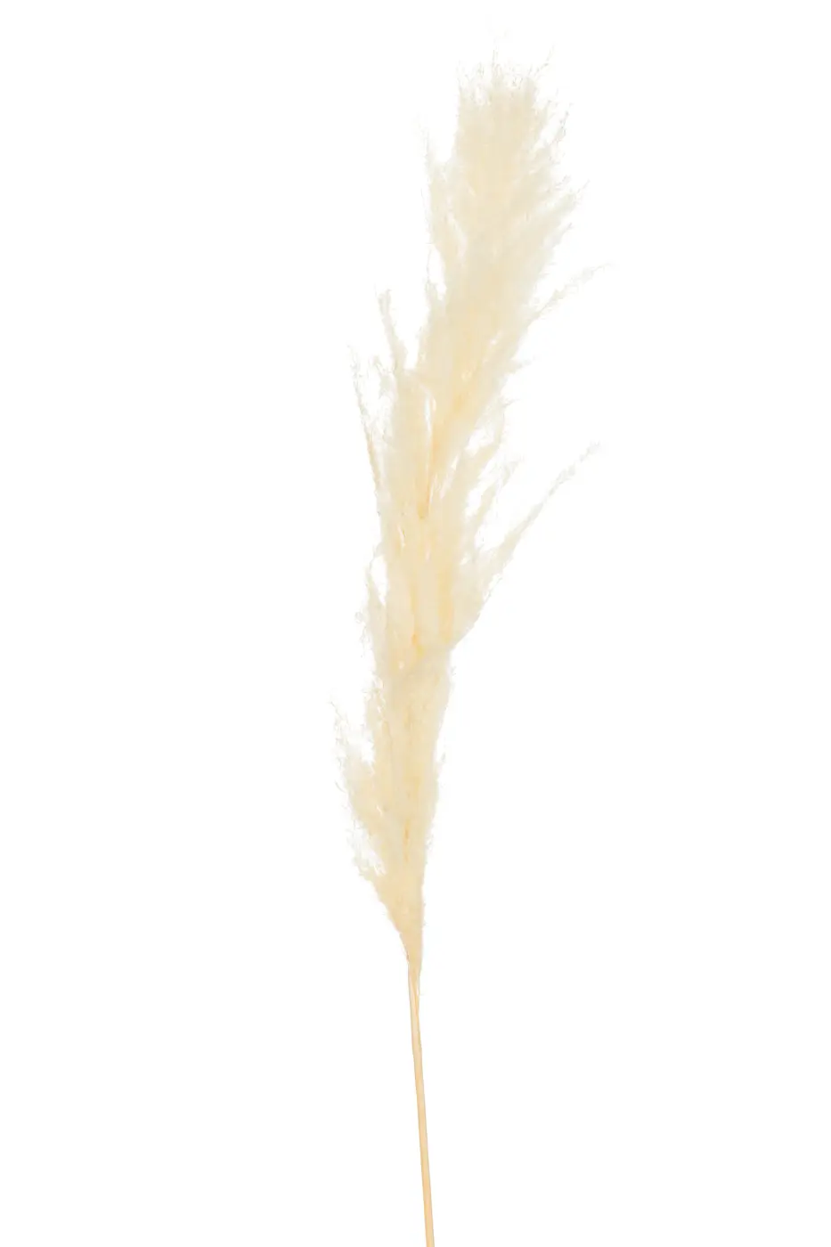 Jolipa Ast Feder Pampas Gras Ecru   13x13x128cm