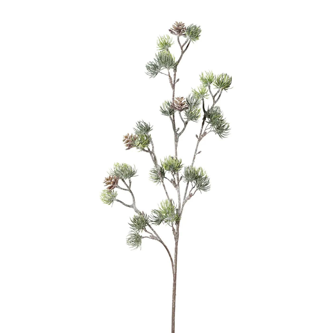 Gasper Cedernzweig  63 cm  frost
