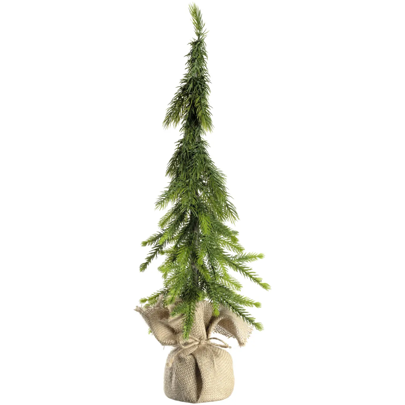 Leonardo Kiefer Magico grün geeist  55 cm