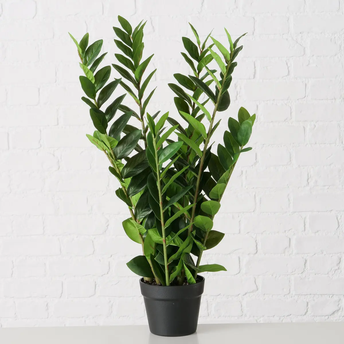 Boltze  Topfpflanze Zamioculcas Schwarz,Grün
