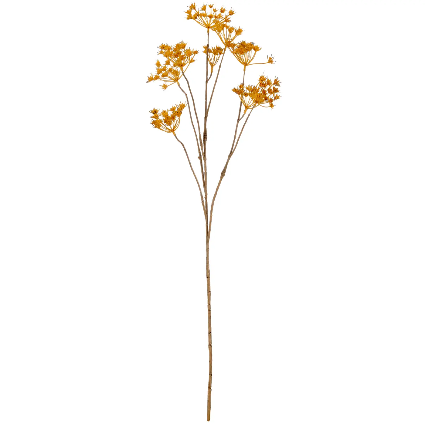 Gasper Kerbelzweig  76cm  curry