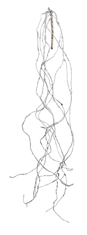 Gasper Hängezweig frost 135cm