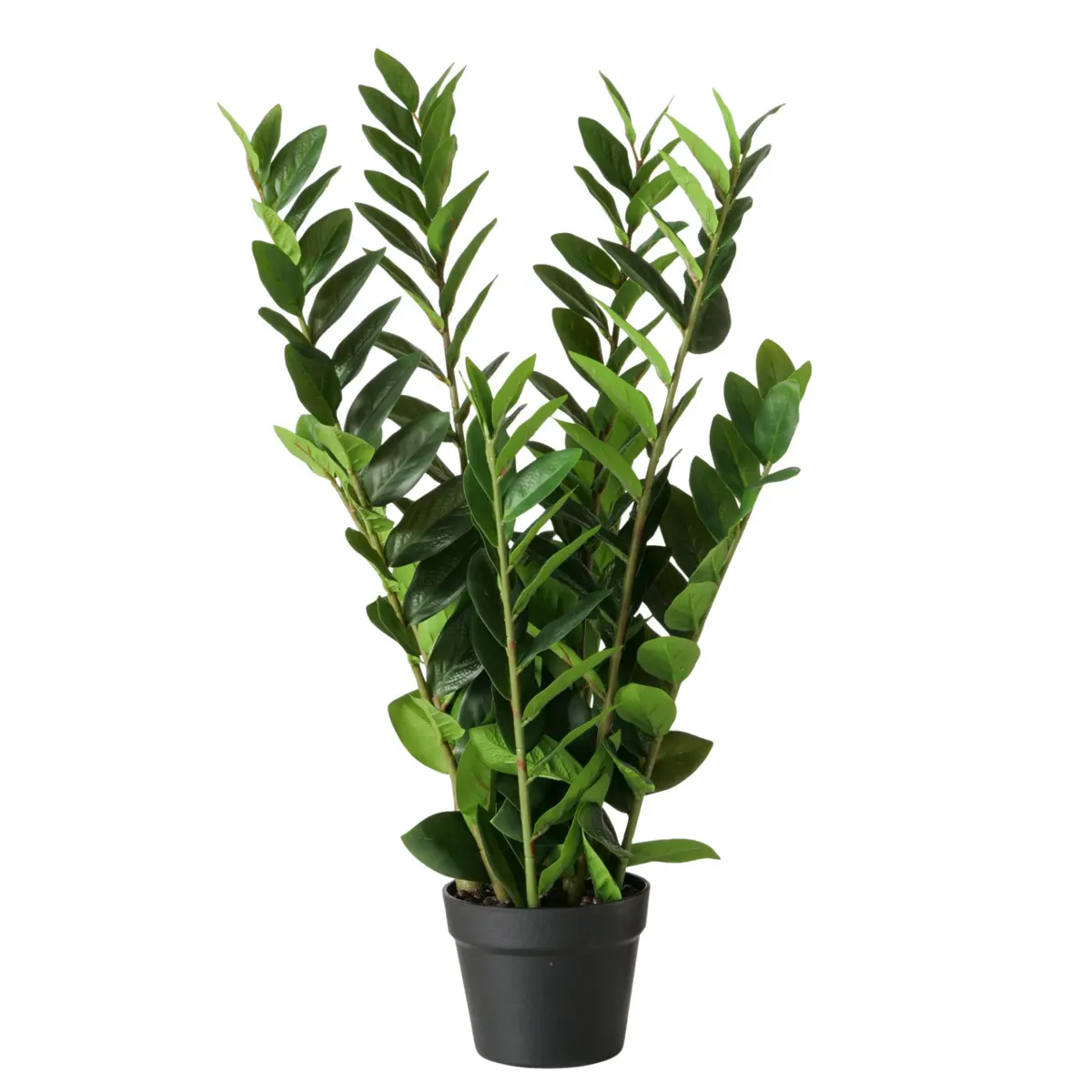 Boltze  Topfpflanze Zamioculcas Schwarz,Grün