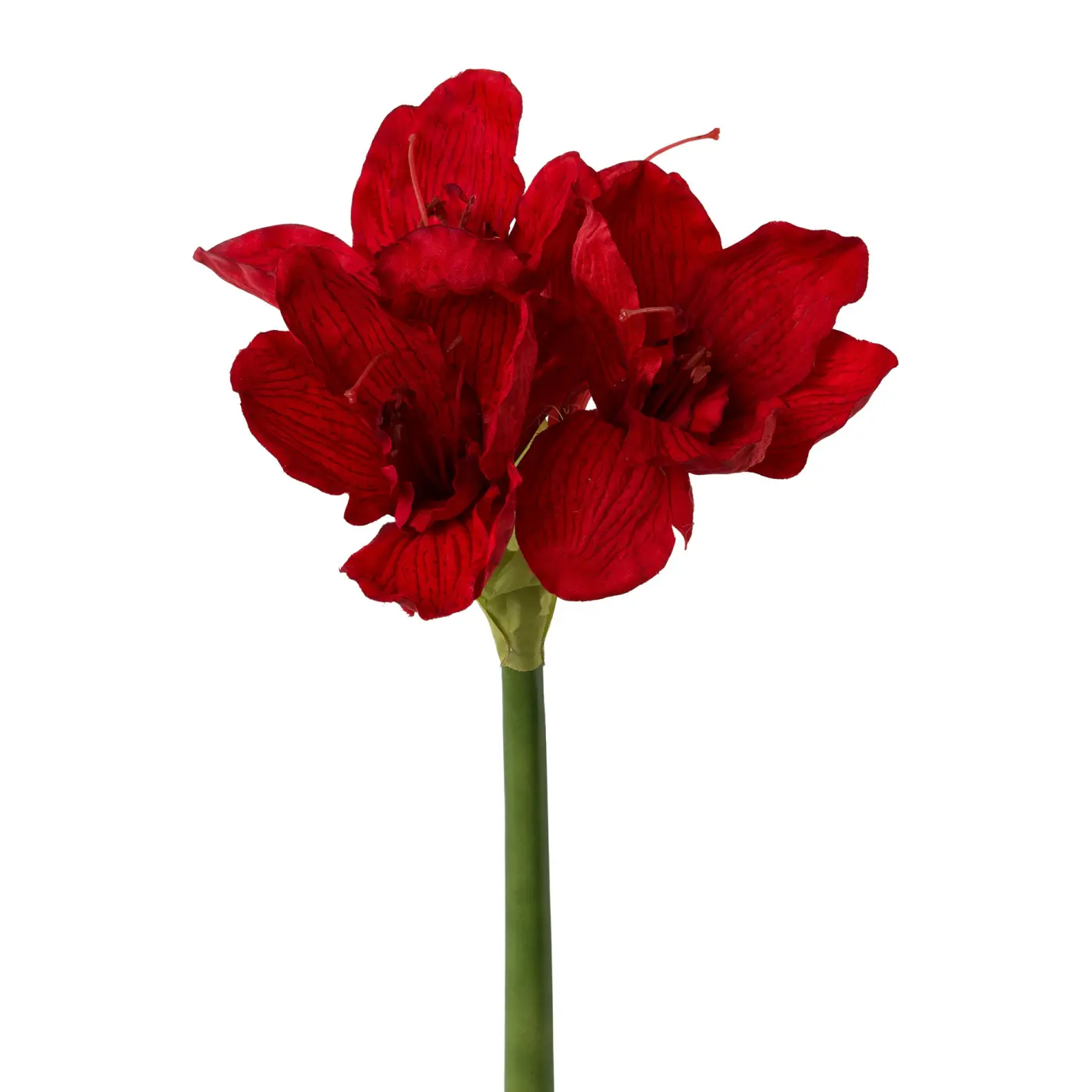 Gasper  Amaryllis Wasily Rot 66 cm