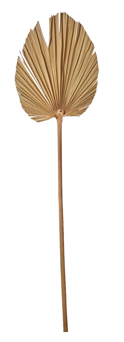 ASA