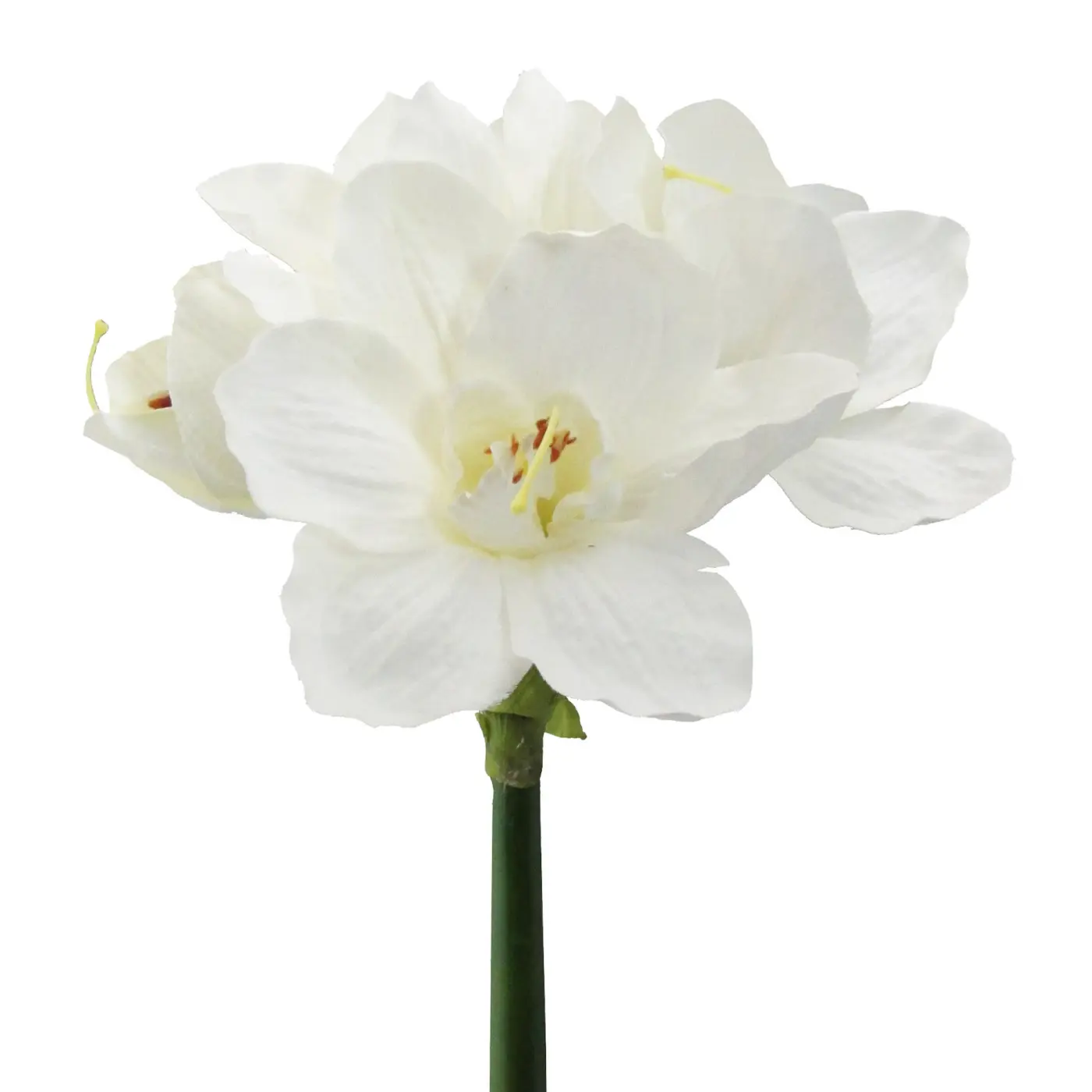 Gasper  Amaryllis Wasily Dunkelrot 66 cm