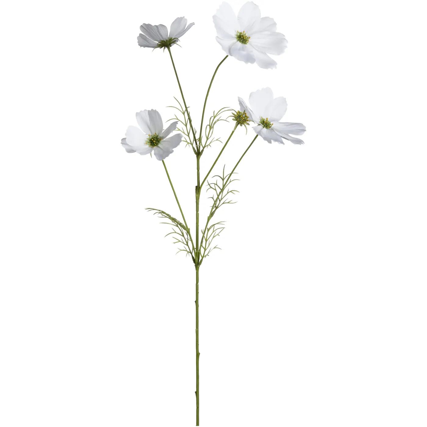 Leonardo Trockenblume Cosmea Luminosa weiß 67 cm hoch