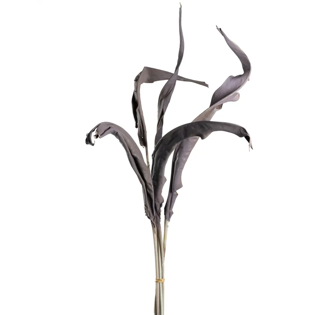 Leonardo Blume FIORE taupe 80 cm