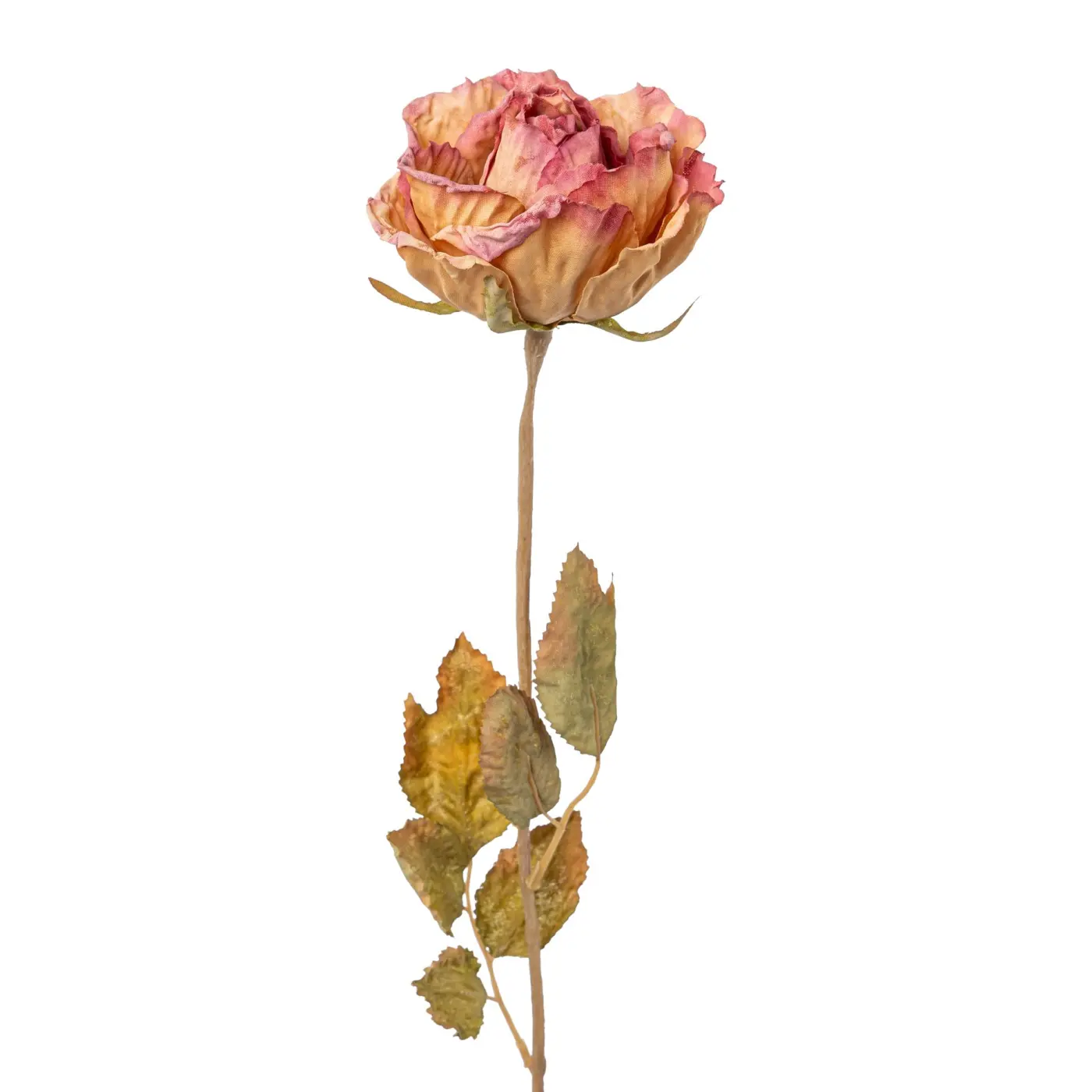 Gasper  Rose Rita Rosa