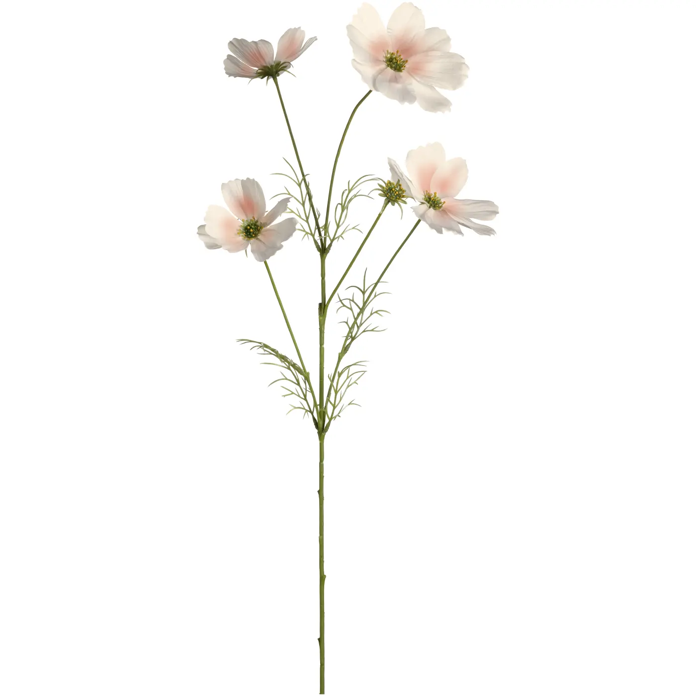 Leonardo Trockenblume Cosmea Luminosa apricot 67 cm hoch